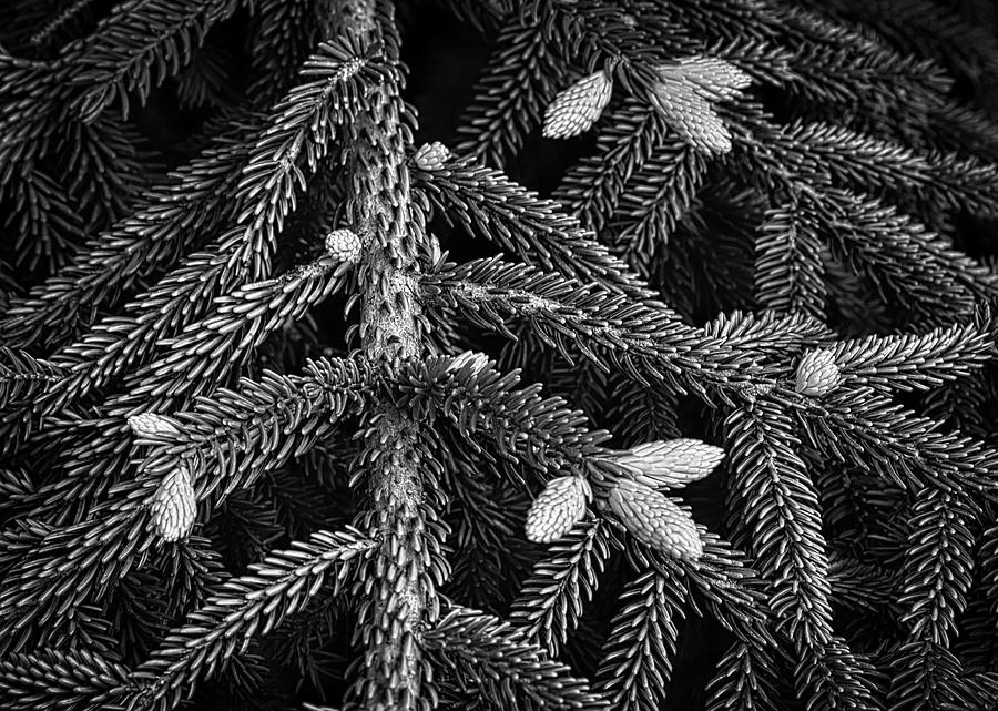Early Growth Pine Cones On Tree Branches Photograph by Gary Slawsky