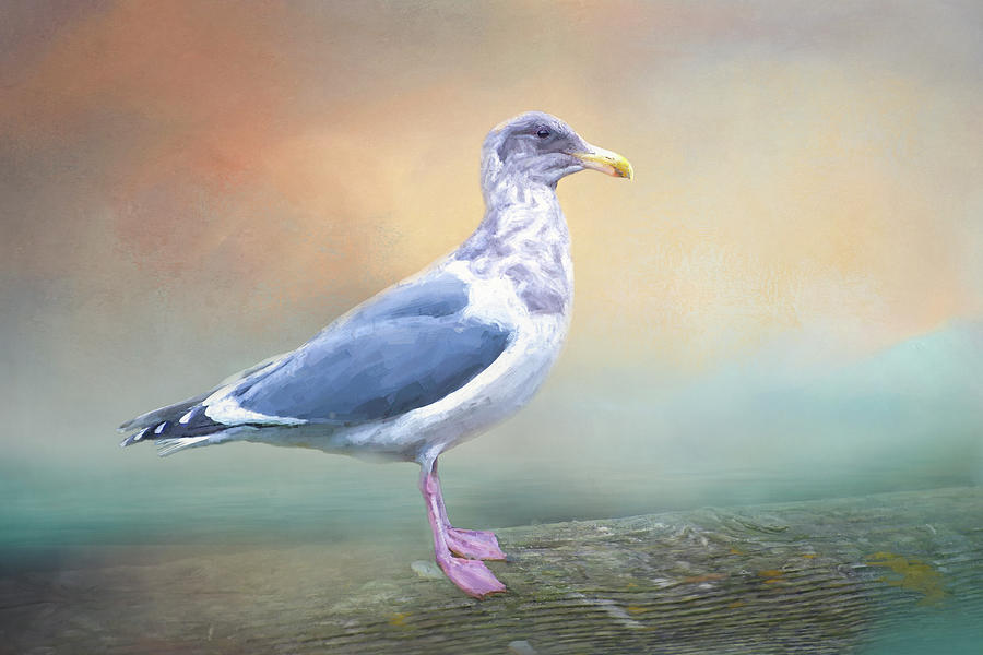 Early Gull Digital Art by Jeanette Mahoney