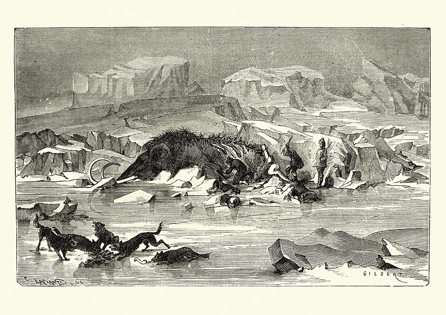 Early hunters slaughtering a wooly mammoth Drawing by Duncan1890