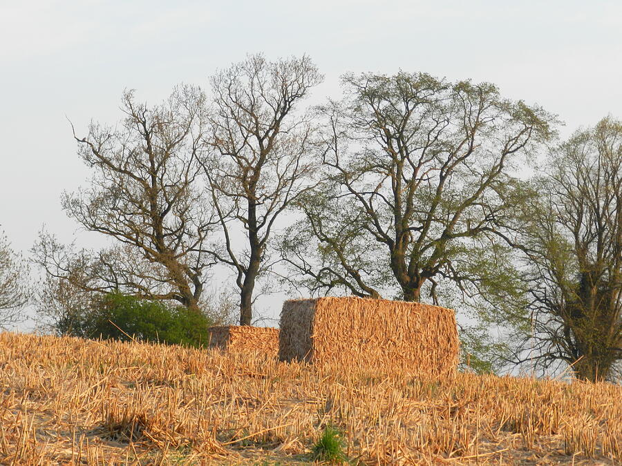 Early Miscanthus Harvest Photograph by Lynne Iddon - Fine Art America