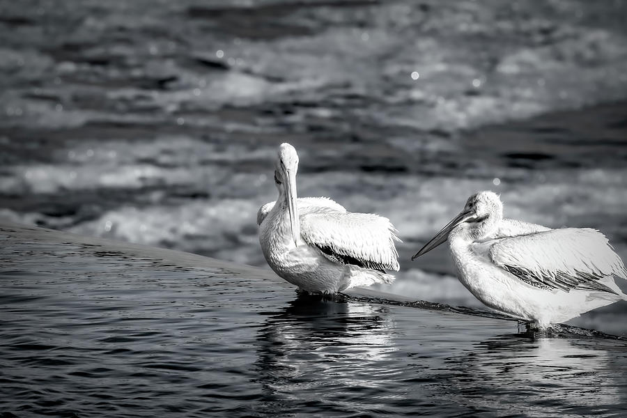 Early Morning American White Pelicans in Black and White Photograph by Debra Martz