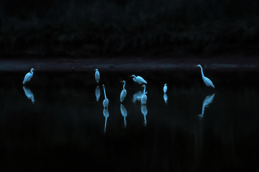 Early Morning Arrival of Egrets Photograph by Debra Martz