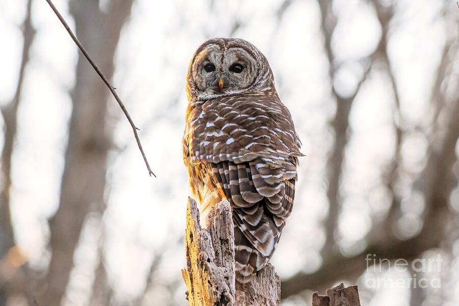 Owl Photograph - Early Morning Barred by Jennifer Jenson