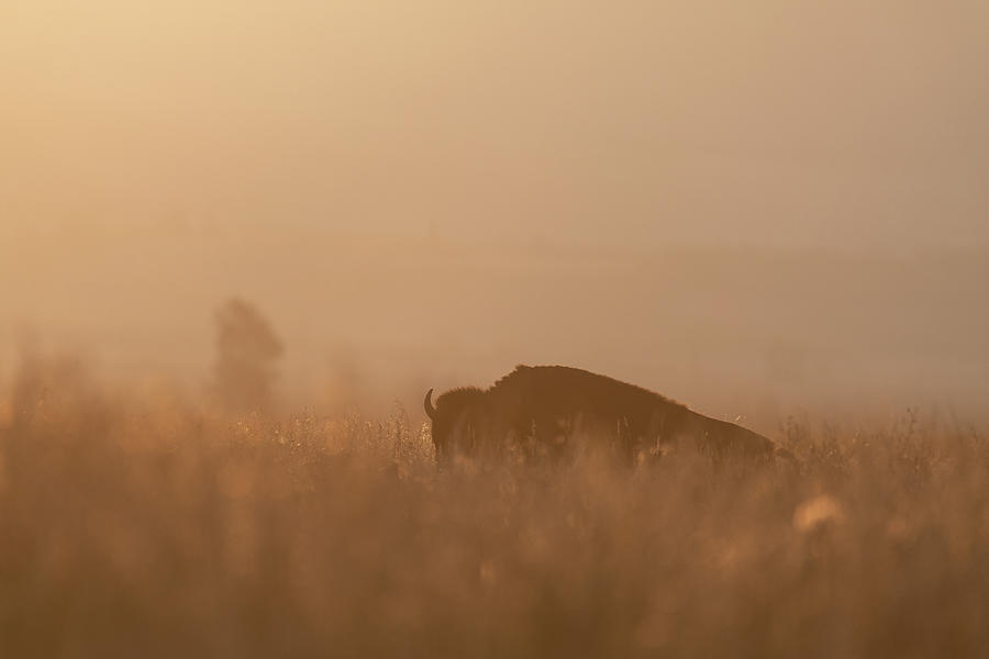 Early Morning Bison Photograph by Mary Hone