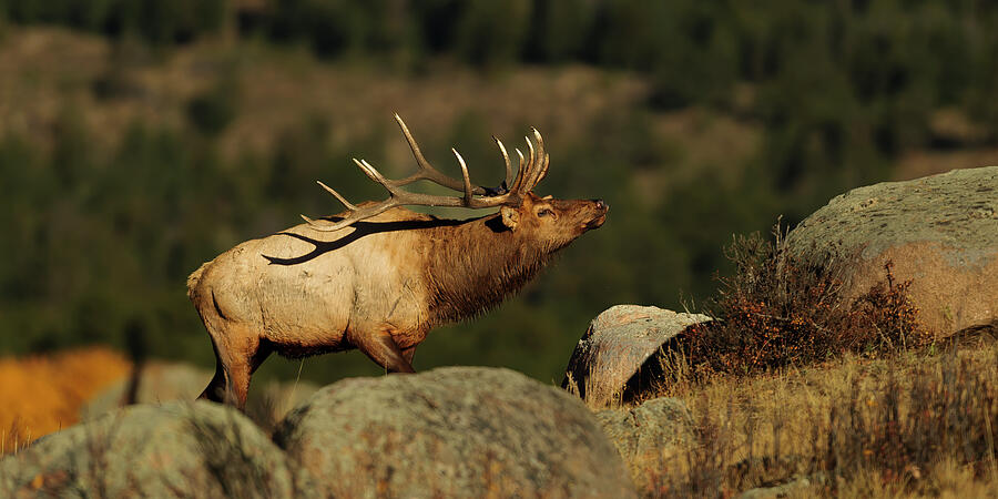 Early Morning Bull Elk in Autumn Photograph by Gary Langley