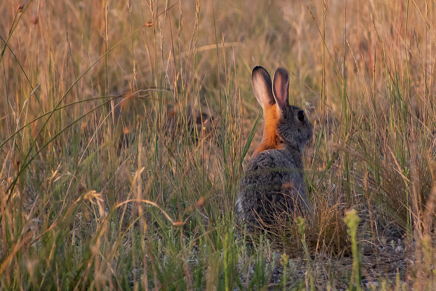 Early Morning Cottontail Photograph by Cascade Colors