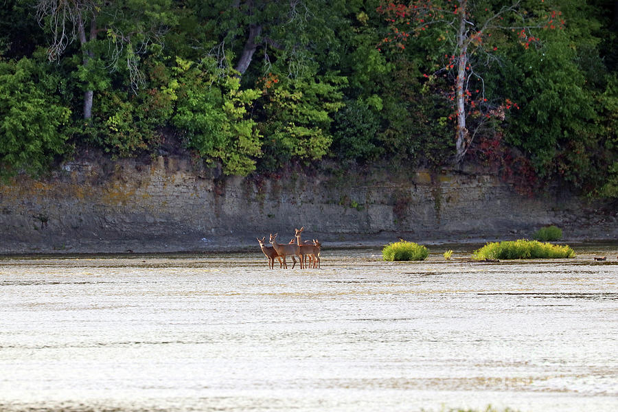 Early Morning Deer in the Maumee River at Farnsworth  3150 Photograph by Jack Schultz