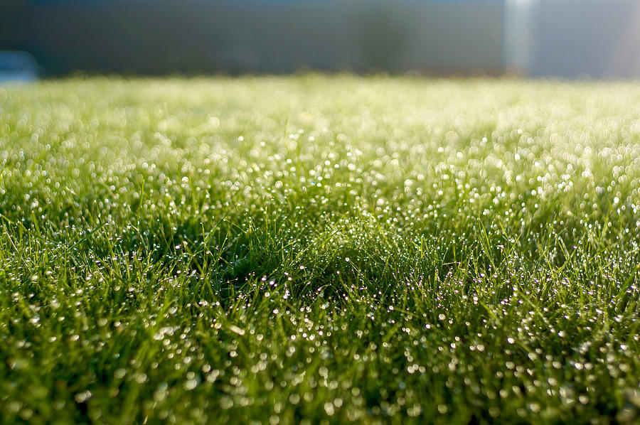 Early morning dew on grass Photograph by Michael Randall - PigPog - pigpog.com