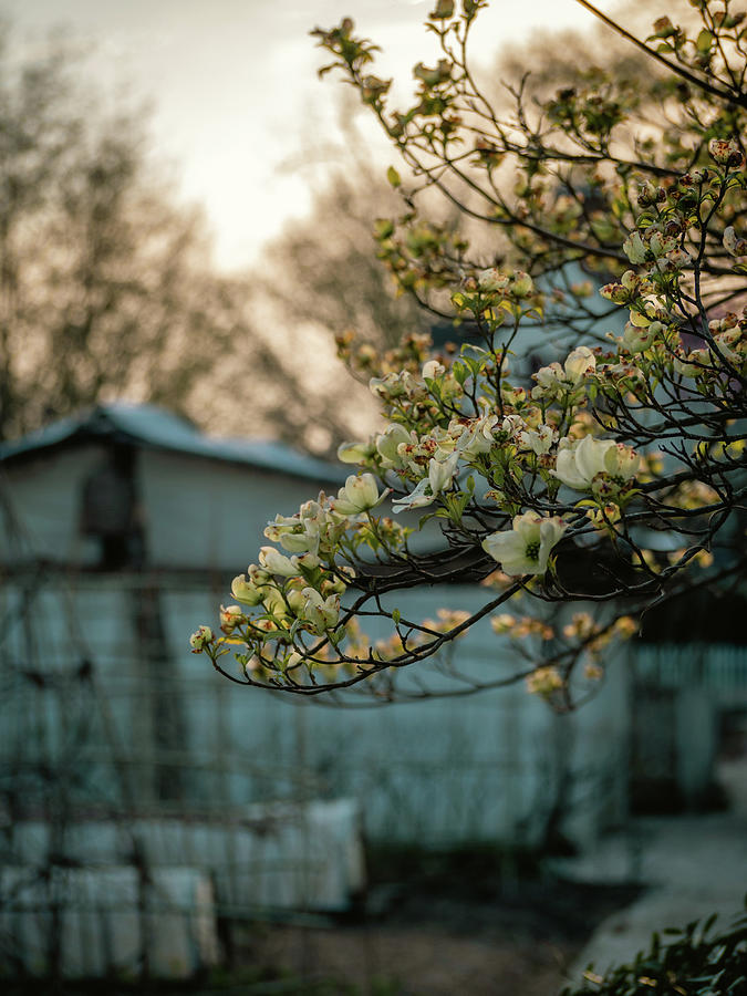 Early Morning Dogwood Flowers Photograph by Rachel Morrison