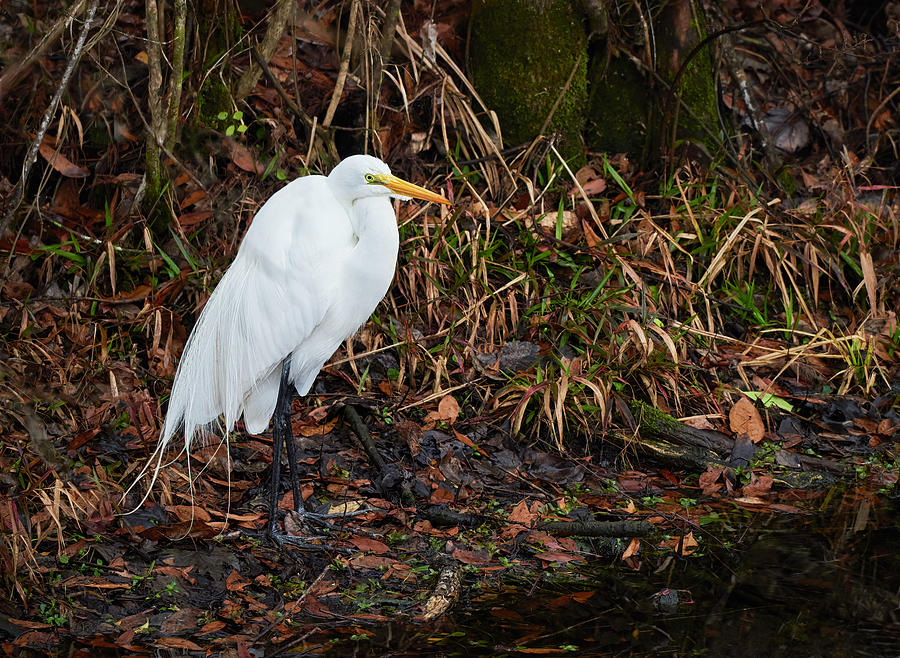 Early Morning Egret Photograph by Bill Chambers