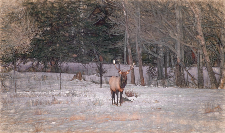Early Morning Elk, Rocky Mountain National Park by Marcy Wielfaert Early Morning Elk, Rocky Mountain National Park by Marcy Wielfaert