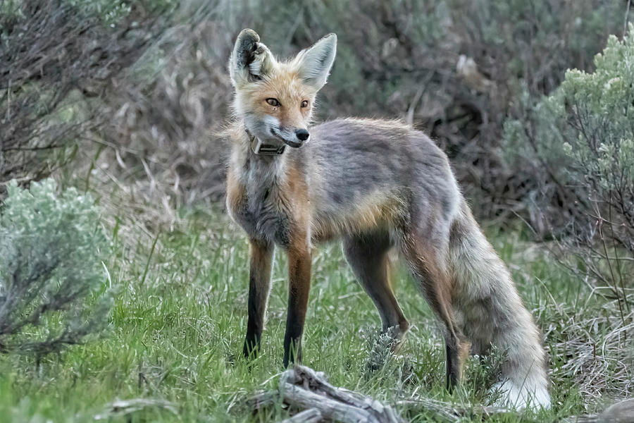 Early Morning Encounter with a Fox, No. 1 Photograph by Belinda Greb