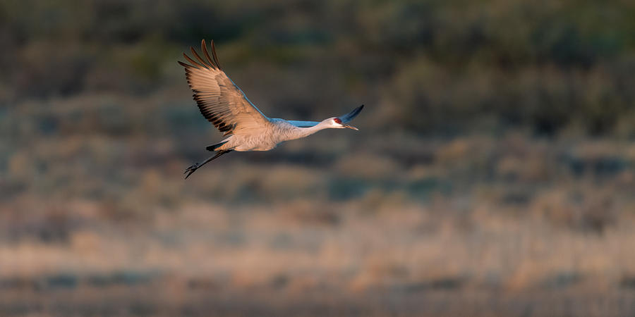 Early Morning Flyout Sandhill Crane  Photograph by Gary Langley
