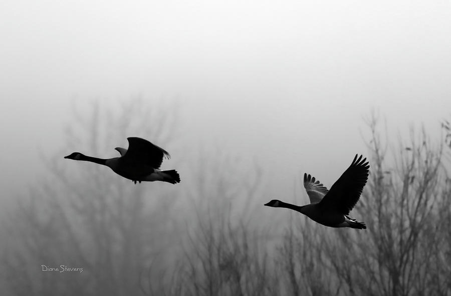 Canada Goose Photograph - Early Morning Fog by Diane Stevens