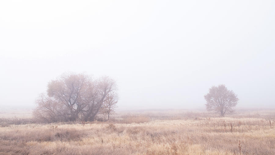 Early Morning Fog Photograph by Monte Stevens