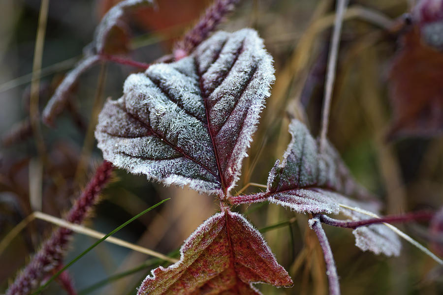 Early Morning Frost Photograph by Sue Capuano