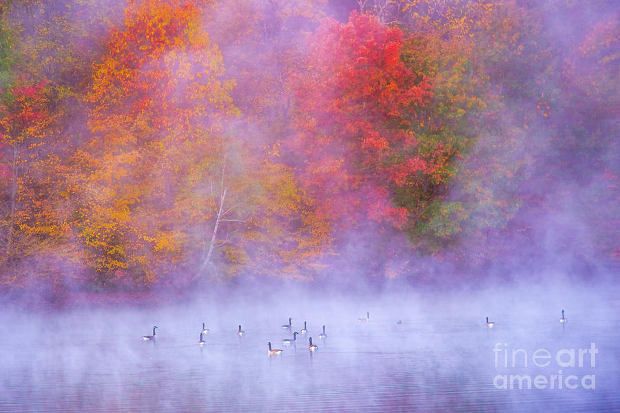 Early Morning Geese on Foggy Lake Digital Art by Randy Steele