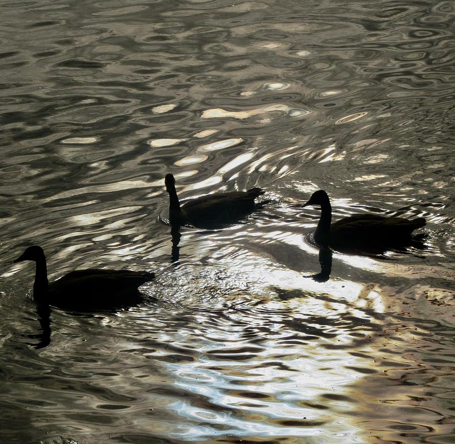 Early Morning Geese Photograph by Stephanie Moore