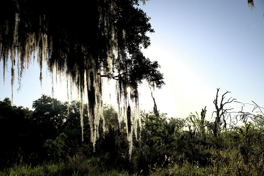Early Morning Glow through Spanish Moss  Photograph by Christopher Mercer