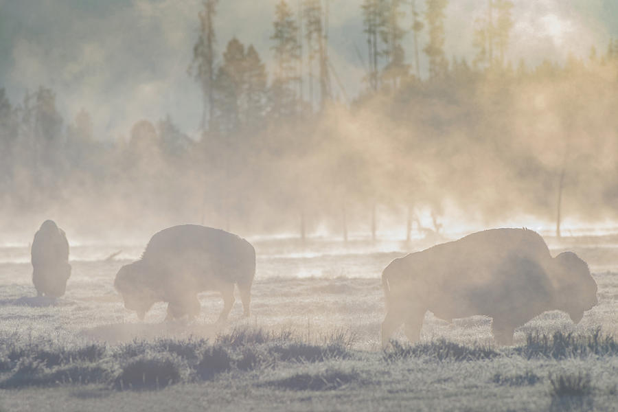 Early Morning Grazing In The Mist Photograph by CR Courson