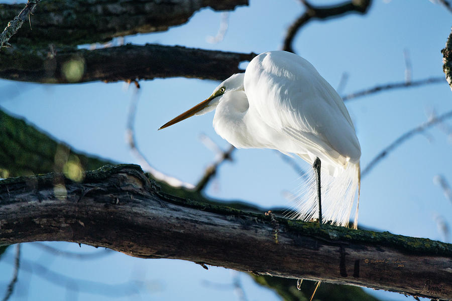Early Morning Great Egret Photograph by Ed Peterson