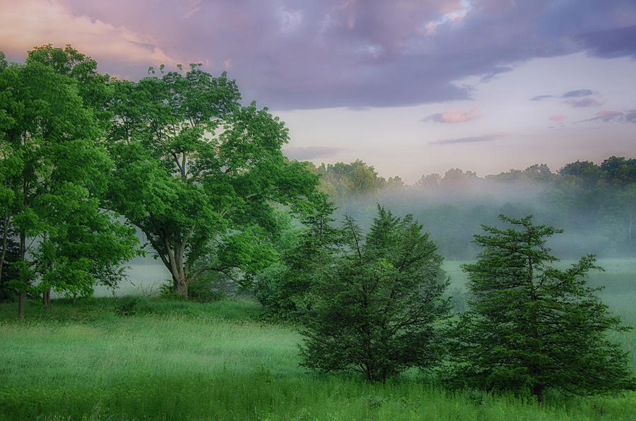 Early Morning Greenery Photograph by Eleanor Bortnick