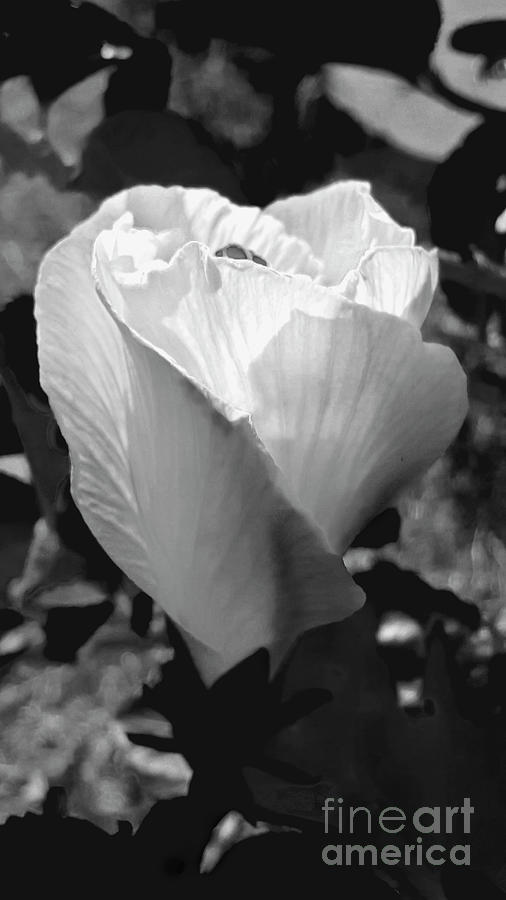 Early Morning Hibiscus Waking Up Photograph