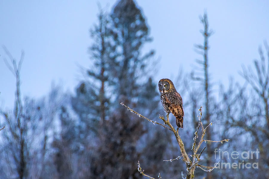 Owl Photograph - Early Morning Hunt by Jennifer Jenson