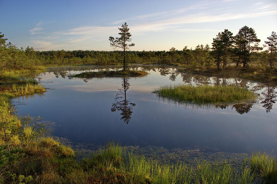 Early morning in bogs Photograph by Ren Kuljovska - Fine Art America