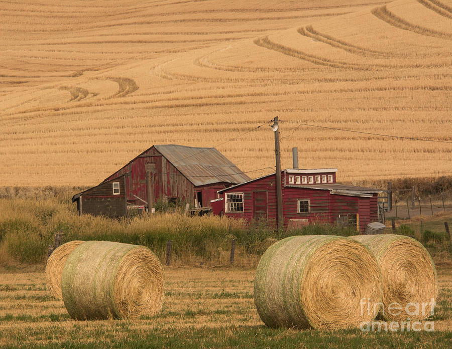 Early Morning in the Palouse Photograph by John Greco