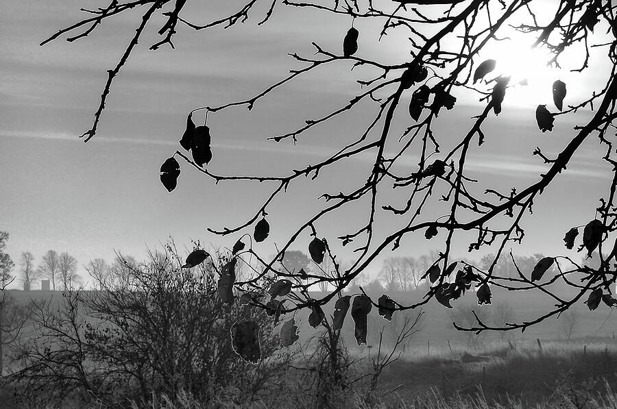 Early Morning Light- black and white Photograph by Mary Wolf