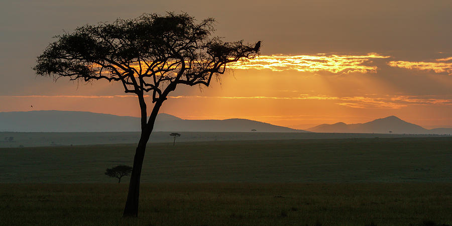 Early morning light in the Masai Mara Photograph by Murray Rudd