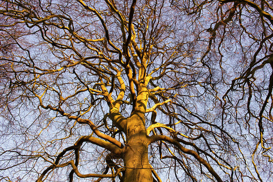 Early Morning Light over a Beech Tree in Winter Photograph by Tim Gainey