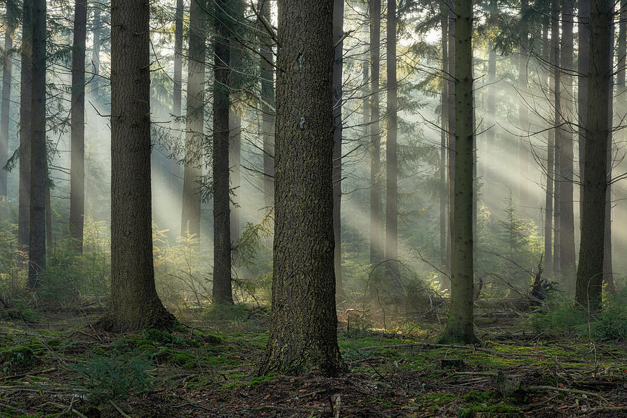 Early morning light rays and fog between the trees Photograph by Anges Van der Logt