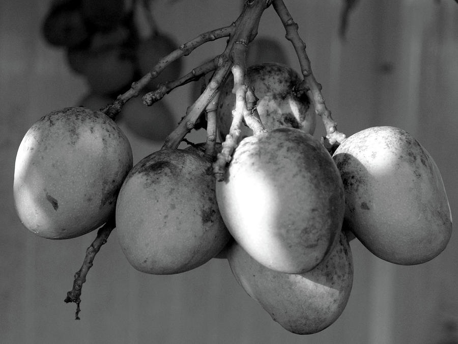 Early Morning Mango Cluster Black And White Photograph