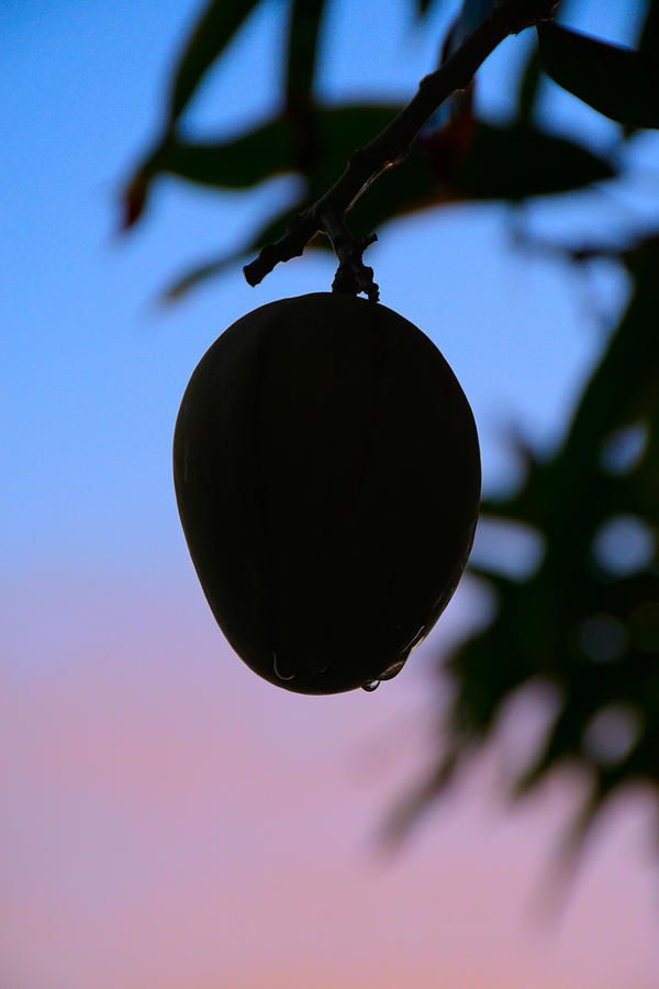 Early Morning Mango Fruit Silhouette Photograph