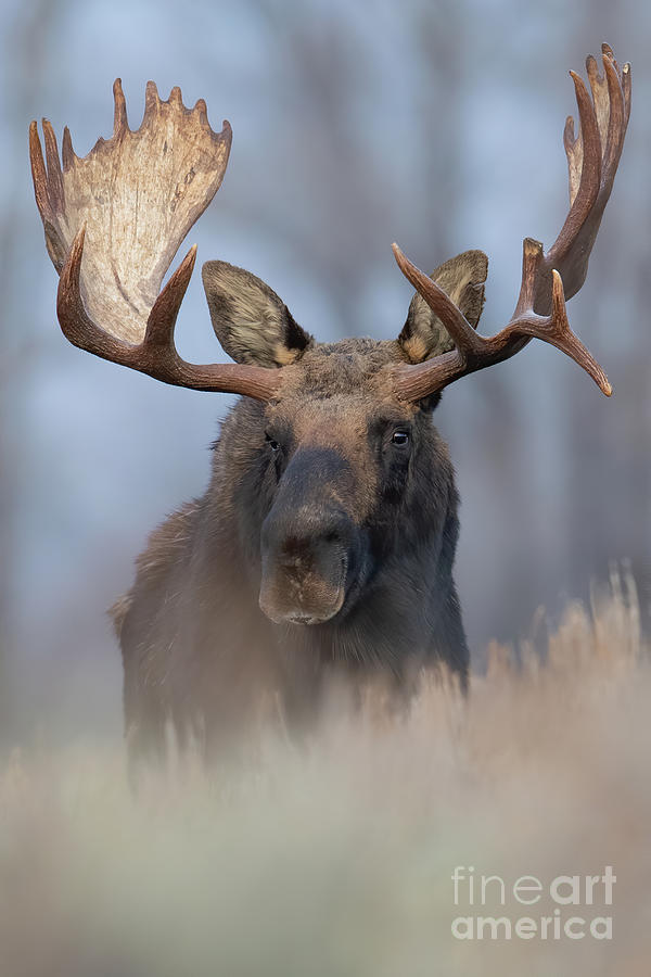 Early Morning Moose Photograph by Brad Schwarm
