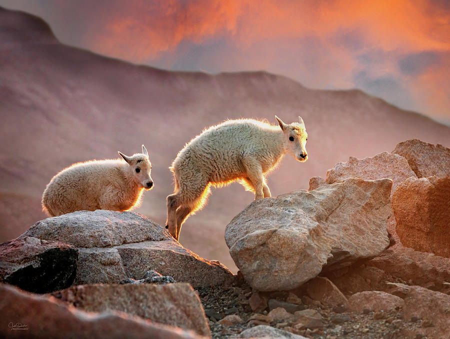 Early Morning Mountain Goat Babies Photograph