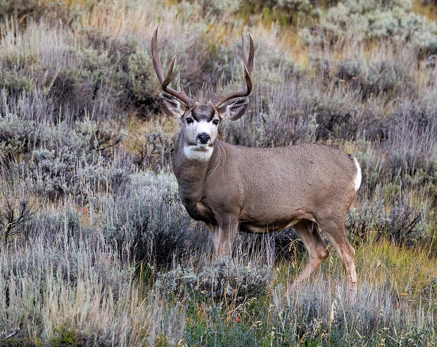 Early Morning Mule Deer Photograph by Michael Phillips - Fine Art America