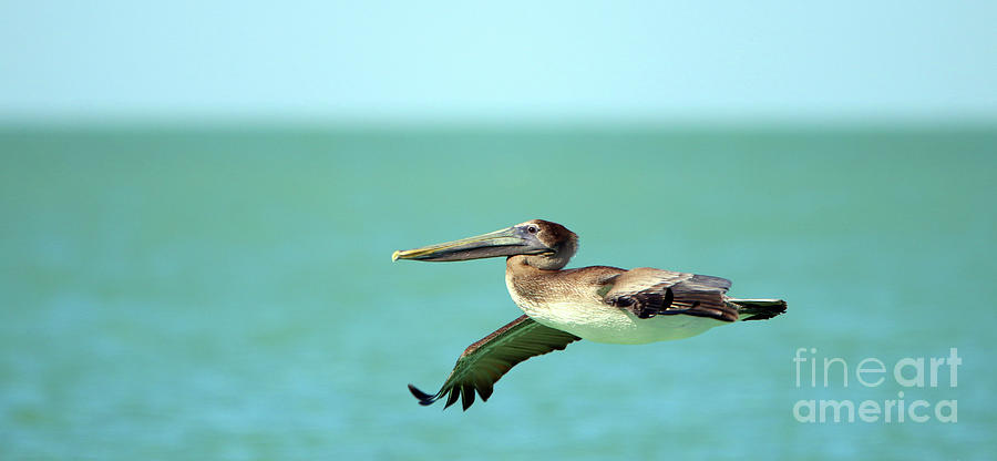 Early Morning Pelican in Flight 9582 Photograph by Jack Schultz