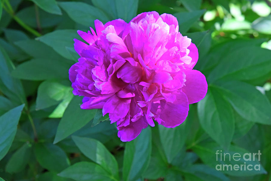 Early Morning Peony Photograph by Robert Tubesing | Fine Art America