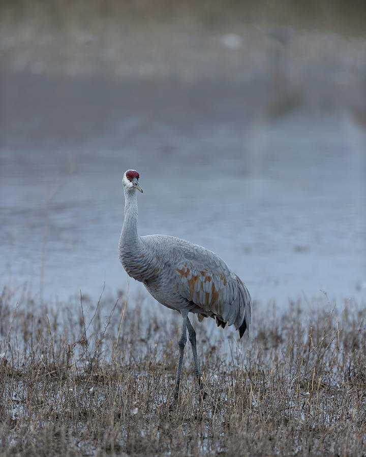 Early Morning Sandhill Crane  Photograph by Gary Langley