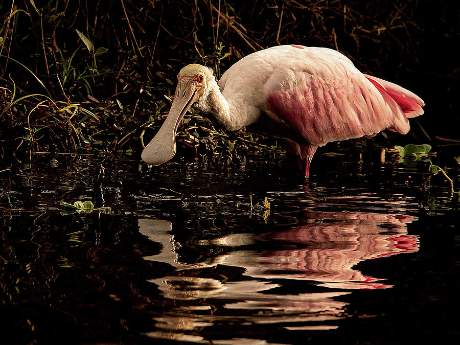 Early Morning Spoonbill Photograph by Don Durfee