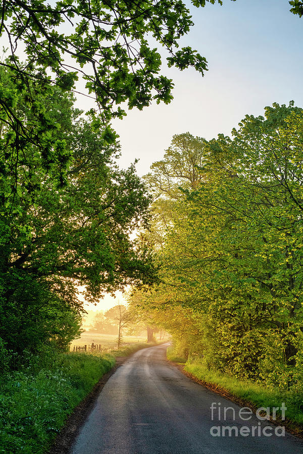 Early Morning Spring Sunlight Along a Country Road Photograph by Tim Gainey