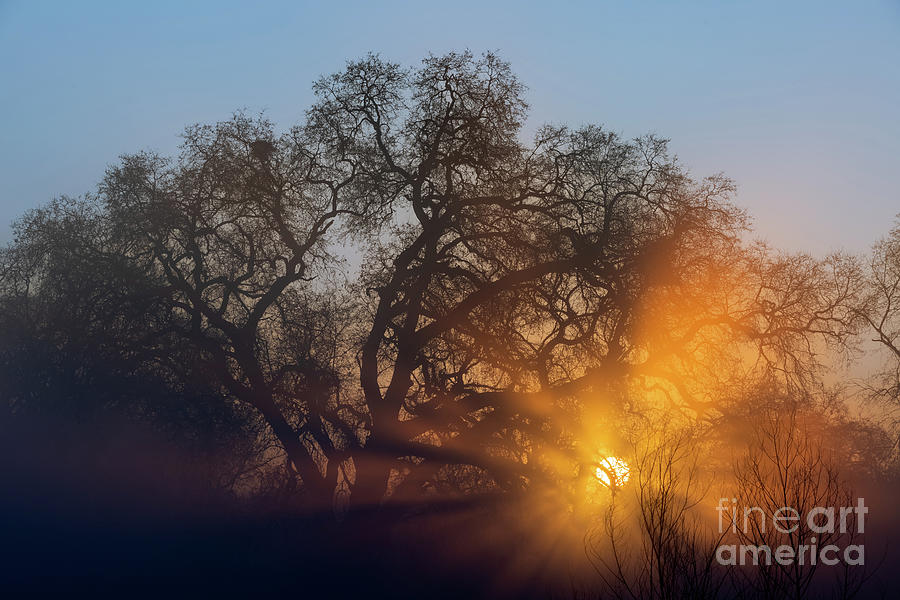 Early Morning Sun Through the Trees Photograph by Cindy Shebley Early Morning Sun Through the Trees Photograph by Cindy Shebley