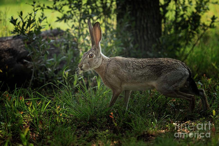 Lubbock Photograph - Early Morning Visitor - Jack Rabbit by Natural Abstract Photography