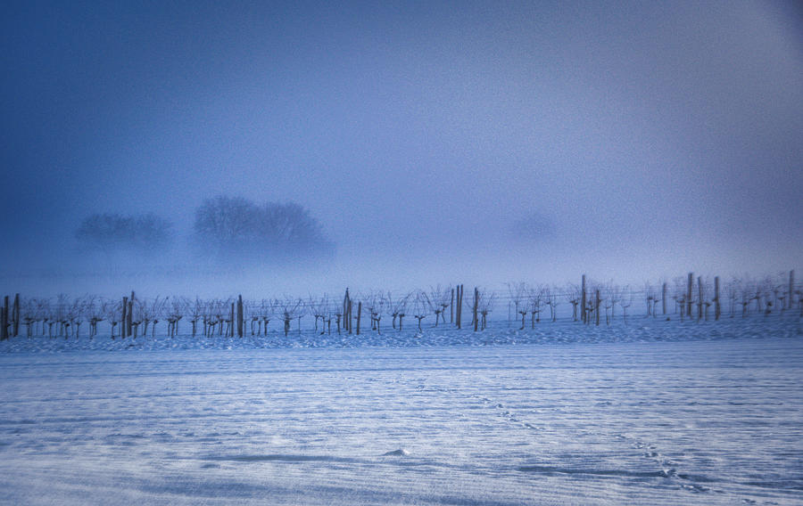Early Morning Winter Scene In The Vineyard Photograph