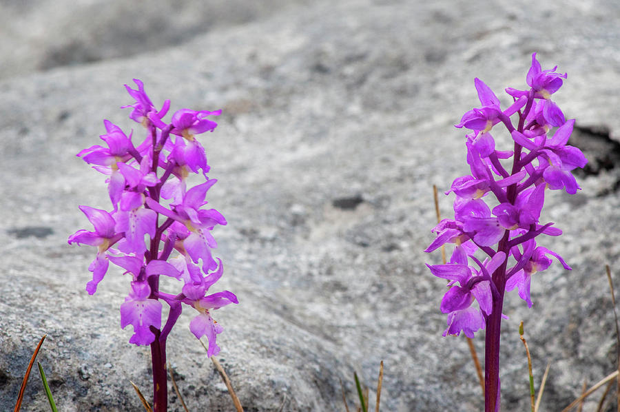 Early Purple Orchids Photograph
