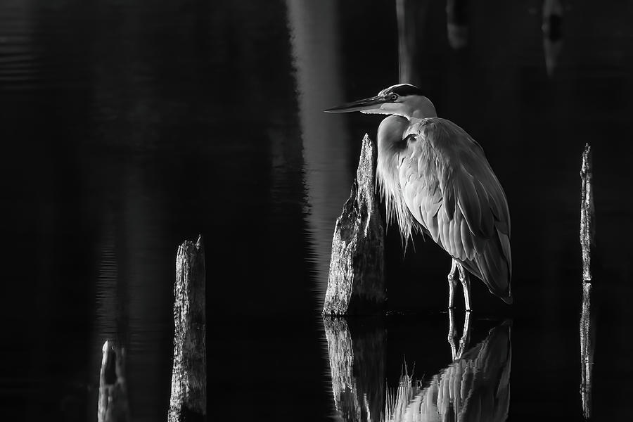 Early Riser Heron in BW Photograph by James Barber