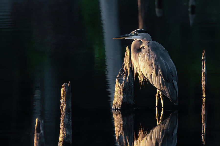Early Riser Heron Photograph by James Barber